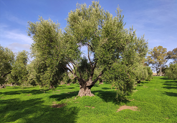 olive tree centenary