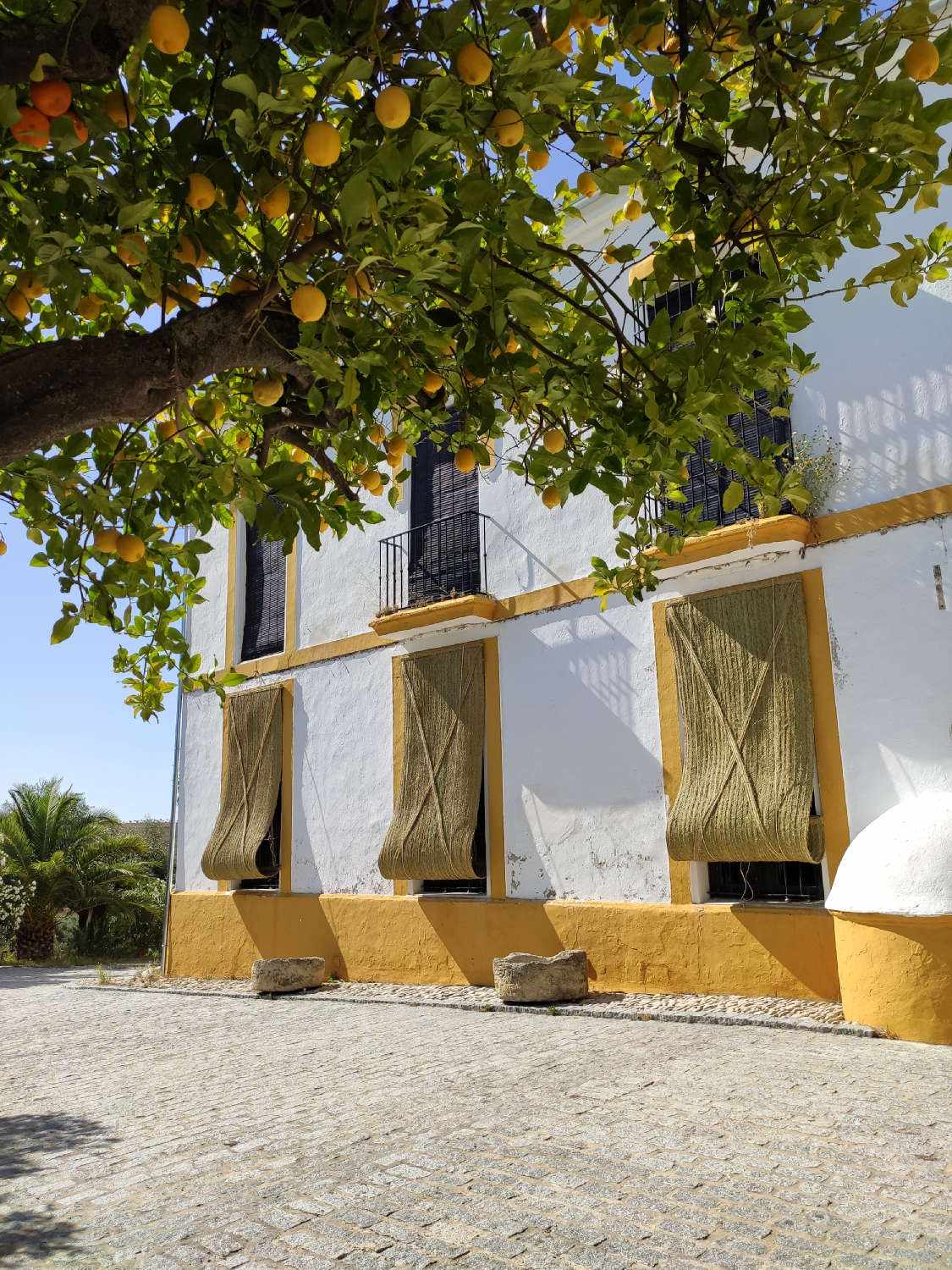 las-rosas-citrons